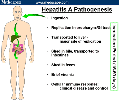 Hepatitis lečenje