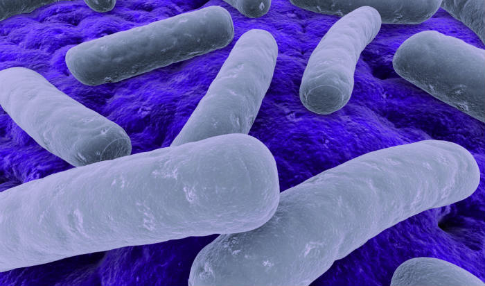 Klostridija bakterija